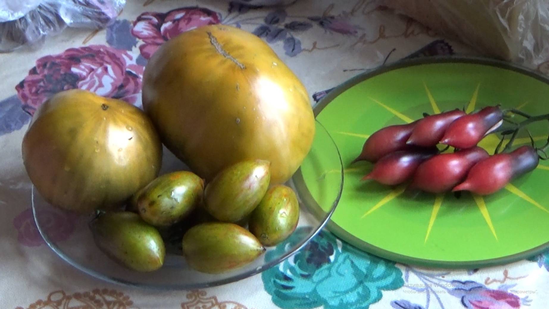 Кумкват Розовый Опал, Улуру Охра и Атомный виноград Бреда. Август 20.25 смотреть онлайн