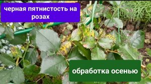 Черная пятнистость на розах