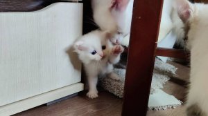 Мама-кошка и её три котёнка. Котята хотят поиграть со своим младшим братом.