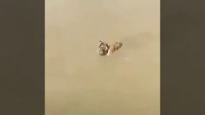 СМЕШНЕЕ СМЕШНОГО ВИДЕО ПРИКОЛЫ СМОТРЕТЬ БЕСПЛАТНО ОНЛАЙН / ПРИКОЛЬНЫЕ ВИДЕО / СМЕШНО И ЮМОР