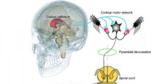 Пирамидная Система_ Пути КортикоСпинальный КортикоНулеарный _ Виды и Признаки Парезов _ Параличей