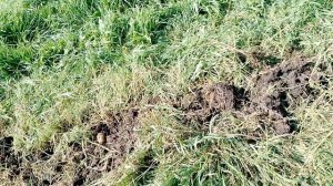 5.09.25. отчет по урожаю, 2 корзины картохи и чеснок 🙂