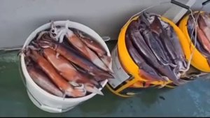 На Аскольде наблюдается настоящий бум ловли кальмаров