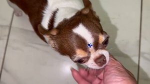 Пришло время обеда у хвостиков.