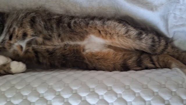 в школу не пойду