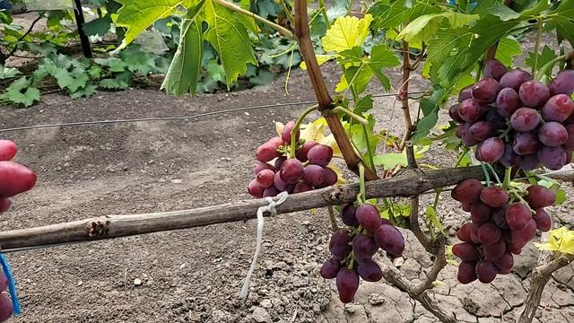 НОВИНКИ!!! ГФ Винограда КРАСНЫЙ ТЮЛЬПАН (Калугин)и СОФИНА (Щереденков). смотреть онлайн