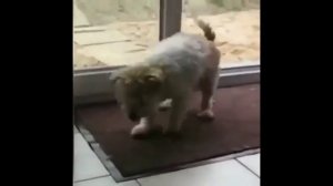 ВИДЕО ЮМОР СМОТРЕТЬ НОВЫЕ ВИДЕО / СВЕЖИЕ ВИДЕО ПРИКОЛЫ / СМЕШНЫЕ ВИДЕО / ВИДЕО СМЕХА ПРИКОЛЫ