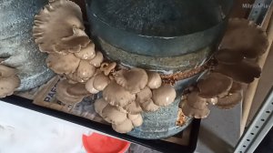 Гриб Вешека М5 на опилках от А до Я