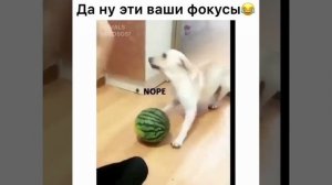 ВИДЕО ПРИКОЛЫ ОНЛАЙН СМОТРЕТЬ БЕСПЛАТНО И БЕЗ РЕГИСТРАЦИИ / СМЕШНЫЕ ЖИВОТНЫЕ / СМЕШНЫЕ ЛЮДИ