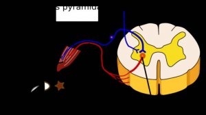 РЕФЛЕКС - строение рефлекторной дуги, ИЗМЕНЕНИЕ рефлексов (сухожильные, периостальные, с слизистых)