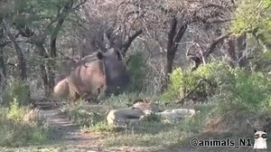 Семья носорогов решила разбудить спящих львов