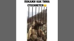 ВИДЕО ПРИКОЛЫ / СМОТРЕТЬ БЕСПЛАТНЫЕ ВИДЕО / СМЕШНЫЕ ВИДЕО