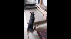 Собака. Том