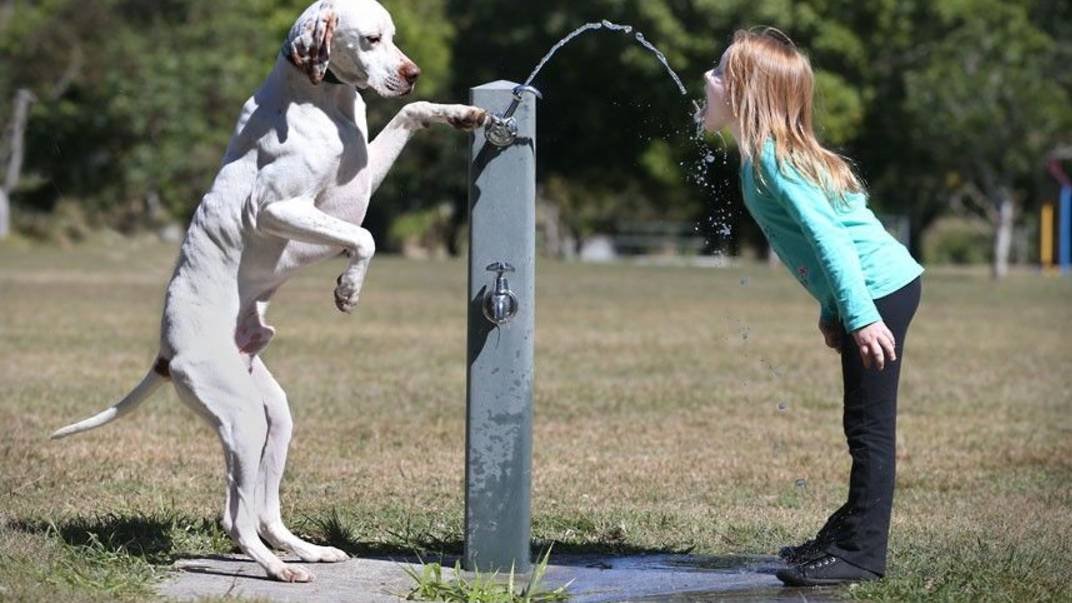 Лучшие приколы с людьми и животными .