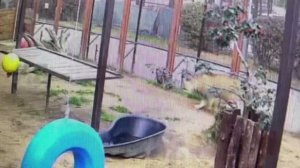 Шархан вышел на охоту 05.09.2025