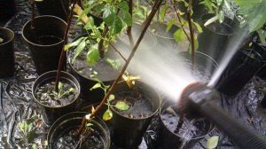 Полив саженцев ЗКС