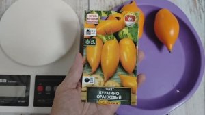 Томат "БУРАТИНО ОРАНЖЕВЫЙ" обзор . 2024 год
