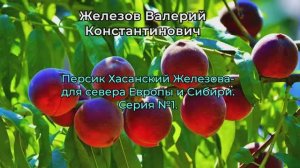 Персик Хасанский Железова- для севера Европы и Сибири. Серия №1.