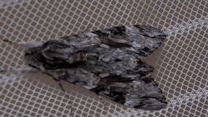 Бражник вьюнковый