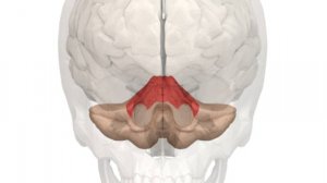 ОПУХОЛЬ МОСТО-МОЗЖЕЧКОВОГО УГЛА (неврология)