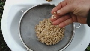 Лучший способ варки перловки для рыбалки