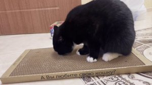 Крутая когтеточка!❤️