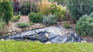 Хвойные новинки для сада.Сосна Арктис и Акорфообис 🌲🌲🌲