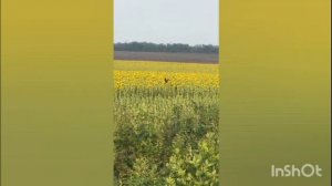 А я по полю, да по полюшку приду к тебе за тысячу верст