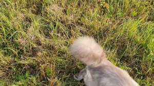 Охотник пушистый