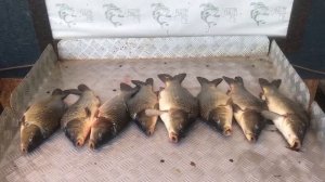 итоговый улов карпа на большом водоёме