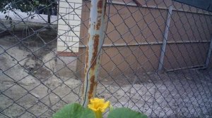 Обзор новых тыквенных завязей сорта "Улыбка"