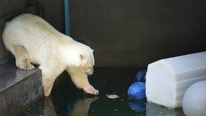 Медведица Герда показала свой деликатный, но настойчивый характер в достижении своей цели.