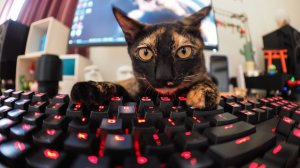 ПРИКОЛЫ С ЖИВОТНЫМИ ДО СЛЕЗ #179 Смешные КОТЫ И СОБАКИ  Приколы