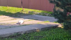 Кот на солнце.