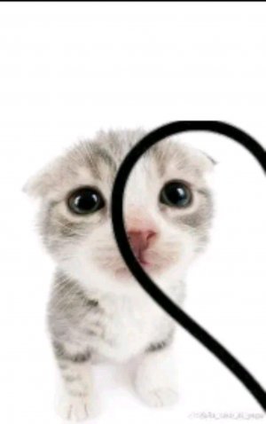 Котя