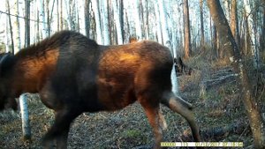 1000056541.mp4 фотоловушка лось