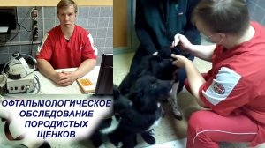Офтальмологическое обследование породистых щенков