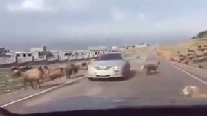 СМОТРЕТЬ СМЕШНОЕ ВИДЕО / ВИДЕО ПРИКОЛЫ / ЮМОР НА КАНАЛЕ СМОТРЕТЬ ОНЛАЙН