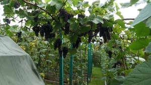 14 сортов Юрова: виноградарь из Майна готов делиться секретами