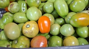 Собираем последние помидоры.