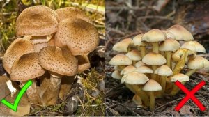 Первый "Белый" и Опята))!