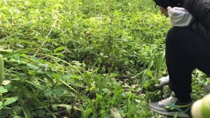 Белки, клещи и другие трудности на даче