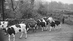 БРУЦЕЛЛЕЗ – тихий убийца_ КАК ИЗБАВИТЬСЯ ОТ ПАРАЗИТОВ_ Как не стать следующей ЖЕРТВОЙ_