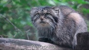 На аллее манулов ранним утром взрослые кошки почти проснулись, а малышам трудно открыть глаза.