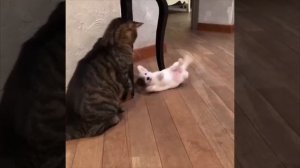 Забавный щенок хотел пообщаться с котиком 🐈❤️😻😉😍