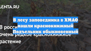 В лесу заповедника в ХМАО нашли краснокнижный Подъельник обыкновенный