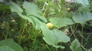 Обзор: "Самая нижняя тыквенная завязь куста сорта "Голиаф""