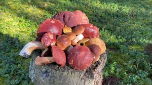 Грибной сезон продолжается