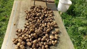 Убираем картошку - белорусская Скарб нас никогда не подводит .5,09.2025;