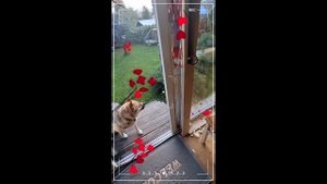 1000033870.mp4(Собака наблюдает за устройством каркаса для откосов у оконных проёмов в доме А-фрейм)